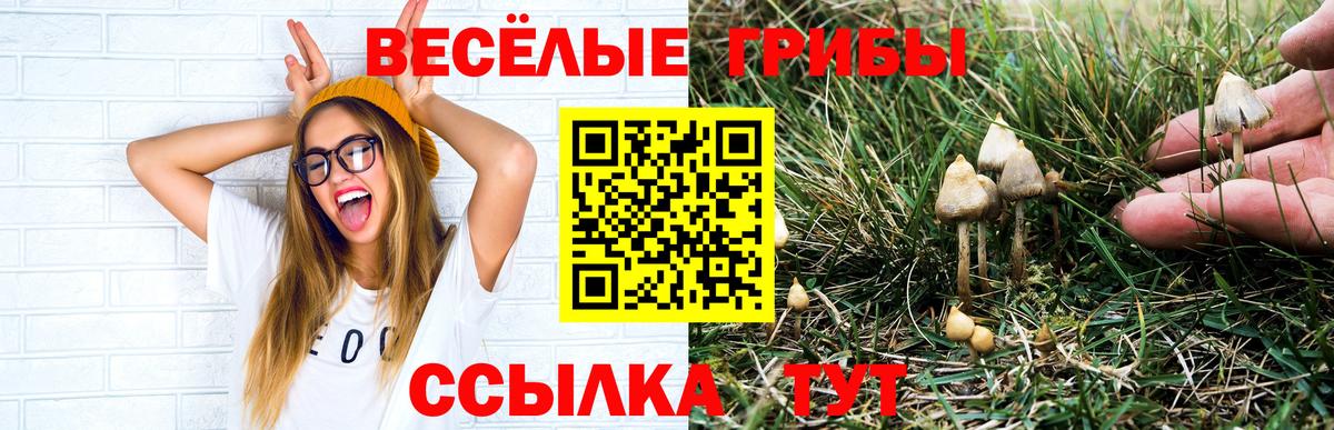 Ртищево  Галлюциногенные грибы Magic Shrooms  купить  сайты  Вход с VPN 